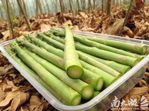 芦笋 农副产品中的美食新星